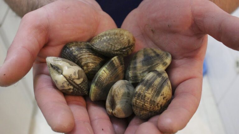 Maestr&iacute;a en Escabeche Casero: T&eacute;cnicas Marineras Esenciales