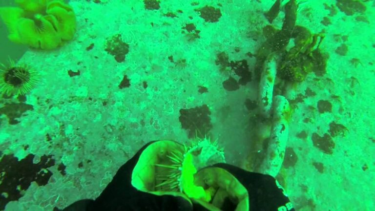 Delicias Marinas y Terrosas: Productos Frescos para Tu Mesa