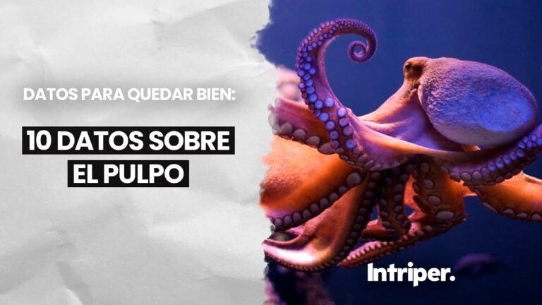 H&aacute;bitos Nocturnos Sorprendentes del Pulpo